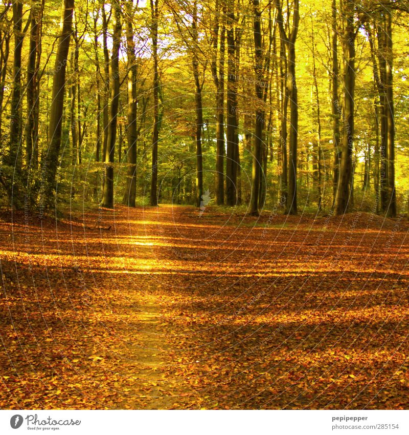 auf dem pfad bleiben wandern Natur Landschaft Pflanze Erde Herbst Schönes Wetter Baum Blatt Wald Wege & Pfade Diät Blühend verblüht dehydrieren trocken braun