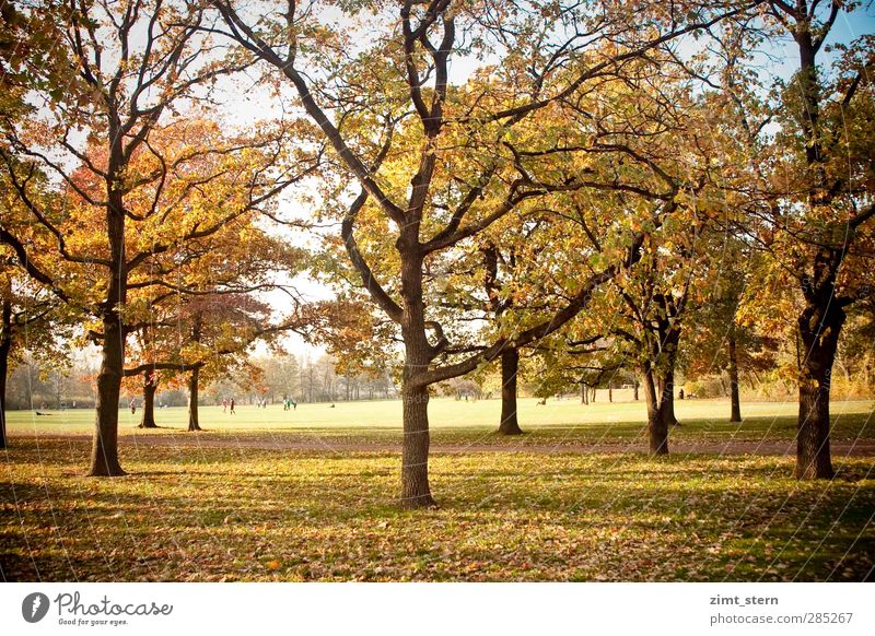 Ein Herbsttag Spaziergang wandern Mensch Natur Sonnenlicht Baum Park Wiese Erholung fallen hängen stehen leuchten dehydrieren natürlich blau braun gelb gold