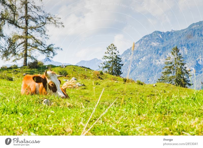 Kühe auf den grünen Wiesen der Alpen schön Sommer Berge u. Gebirge Natur Landschaft Tier Himmel Baum Gras Hügel Nutztier Kuh 1 Fressen blau braun weiß alpin