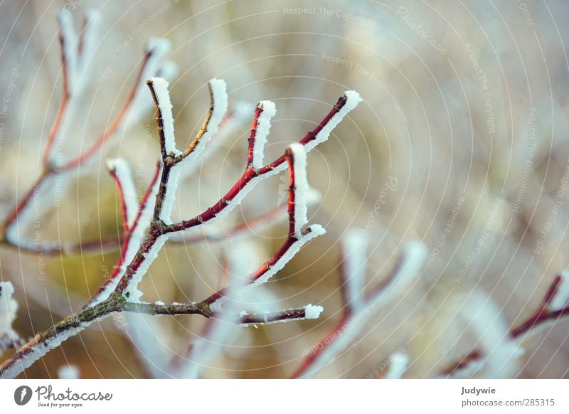 Wintergruß kalt Schnee Schneefall Frost reif rot Ast Pflanze Baum Gruß Unschärfe Zweig weiß Natur kahl Wachstum Jahreszeiten