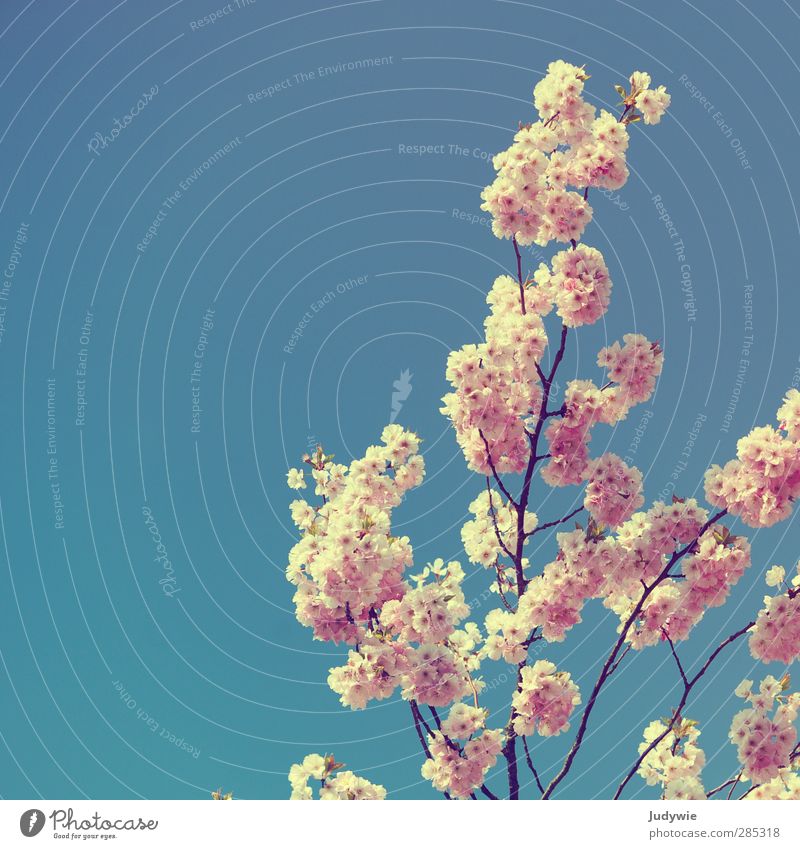 Frühlingsgruß Kirschblüten Blauer Himmel blau rosa Blüte zart Blühend Jahreszeiten Wachstum Wechseln Wandel & Veränderung Kirschbaum Pflanze schön hell Natur