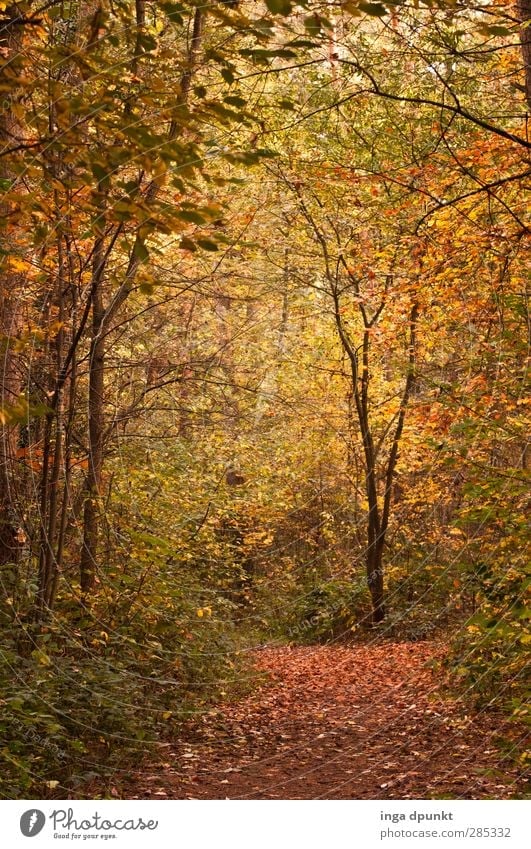 durch die Natur Umwelt Landschaft Herbst Laubwald Herbstlaub mehrfarbig Wald natürlich Wege & Pfade Spaziergang Spazierweg Fußweg wandern Außenaufnahme