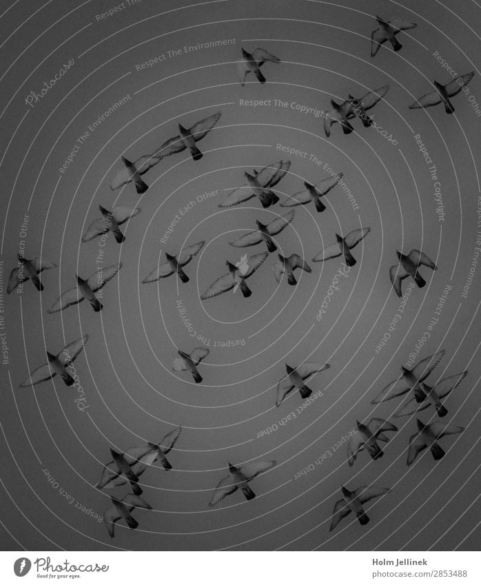 Formation Tiergruppe fliegen Luft Fliege Vogel Taube Schwarzweißfoto Außenaufnahme Menschenleer Tag