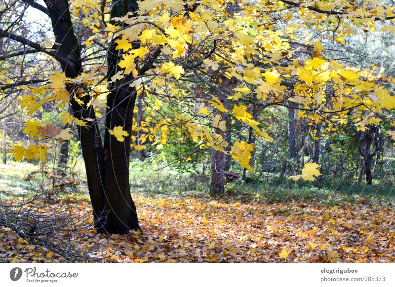der Baum ist bereit für den Winter Natur Pflanze Herbst Blitze Gras Blatt Park laufen gelb grün Farbfoto Außenaufnahme Menschenleer Tag Licht Weitwinkel