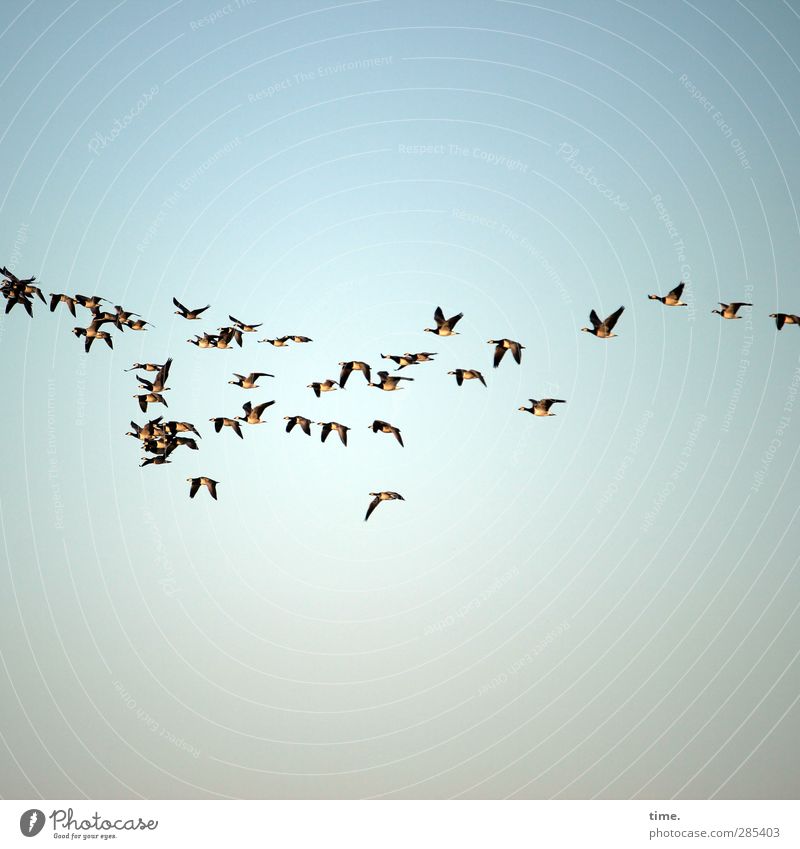 Urlaubsantritt Tier Himmel Schönes Wetter Vogel Gans weißwangengans Tiergruppe Schwarm fliegen Zusammensein Hilfsbereitschaft Fernweh Bewegung