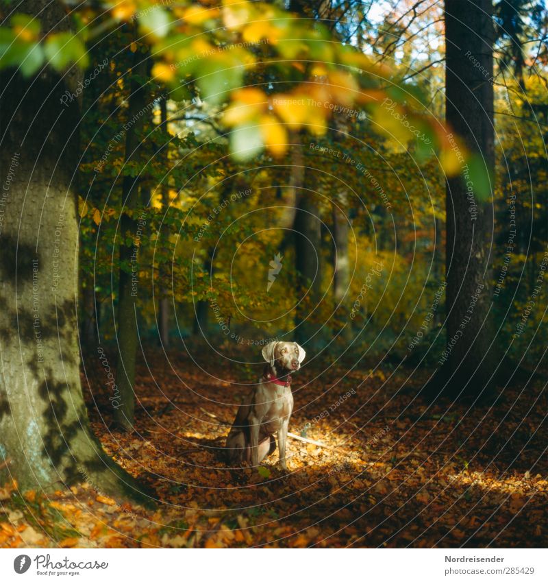 Tia Natur Landschaft Herbst Schönes Wetter Baum Wald Tier Haustier Hund 1 beobachten Wärme mehrfarbig Vertrauen Schutz Freundschaft ästhetisch Stimmung
