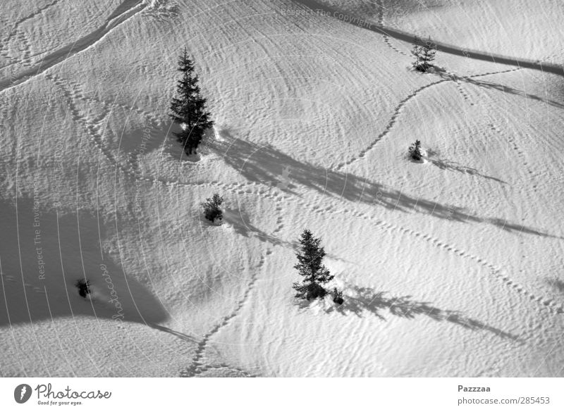 Verkehrsknotenpunkt Skier Skipiste Pflanze Tier Eis Frost Schnee Baum Alpen Berge u. Gebirge Verkehrswege Wege & Pfade Wegkreuzung Fährte 2 laufen wandern