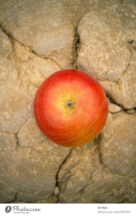 apple on the Rock Apfel Bioprodukte Sommer Felsen Duft leuchten ästhetisch frisch lecker positiv rund saftig schön süß rot Vorfreude genießen reif