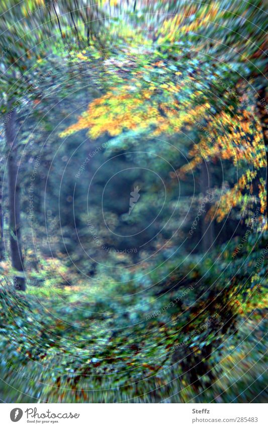Ein Tor zum Feenwald Feenreich Märchenwald Waldstimmung feenhaft geheimnisvoll Herbstwald märchenhaft berauschend anders träumen unwirklich dunkelgrün