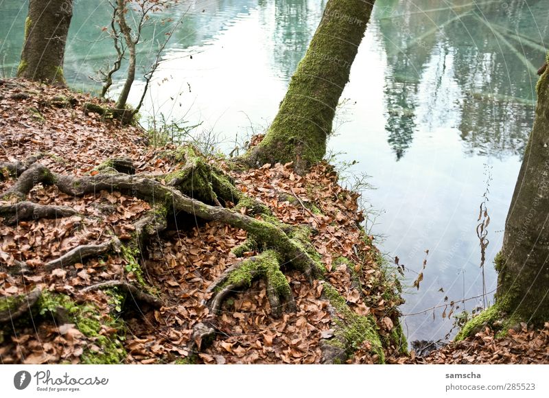 Bergsee Angeln Natur Landschaft Wasser Herbst Seeufer verblüht dehydrieren blausee Herbstlaub herbstlich Herbstfärbung Herbstlandschaft Reflexion & Spiegelung