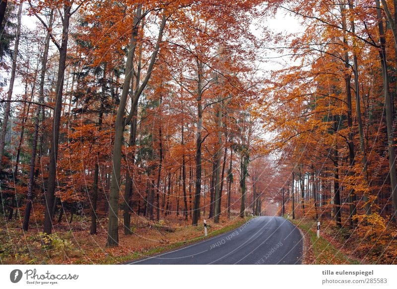 keine staumeldung Natur Herbst Baum Verkehrswege Straßenverkehr orange Jahreszeiten Bundesstraße Leitpfosten Landstraße Kurve Laubwald Farbfoto Außenaufnahme