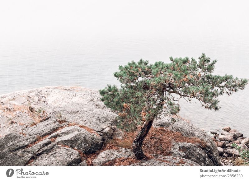 Kiefer an einem felsigen Seeufer schön Erholung ruhig Sommer Meer Natur Landschaft Nebel Baum Felsen Küste Stein grün rosa Gelassenheit Farbe Wasser nadelhaltig