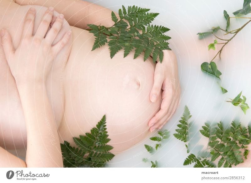 Schwangerschaft Milchbadshooting schwangerschaftsshooting babybauchshooting Efeu farn pflanzlich Pflanze grün körperteil Frau weiblich teilakt Photo-Shooting