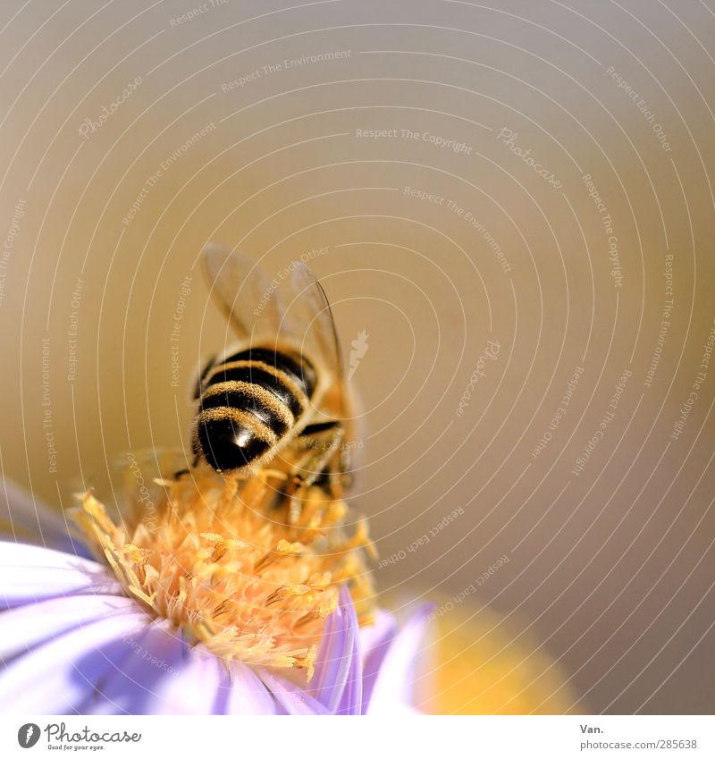 Bienenpoppes Natur Pflanze Tier Blüte Garten Wildtier 1 Wärme gelb gestreift Farbfoto mehrfarbig Außenaufnahme Nahaufnahme Detailaufnahme Makroaufnahme