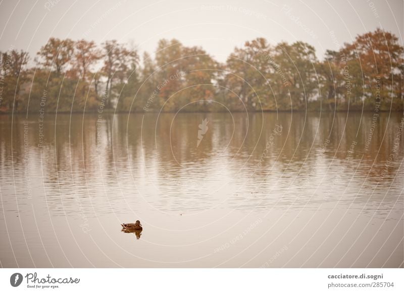 lonely duckling Ausflug Natur Landschaft Wasser Herbst Nebel Baum Seeufer Teich Tier Ente 1 frieren Schwimmen & Baden weich braun weiß Gefühle Traurigkeit