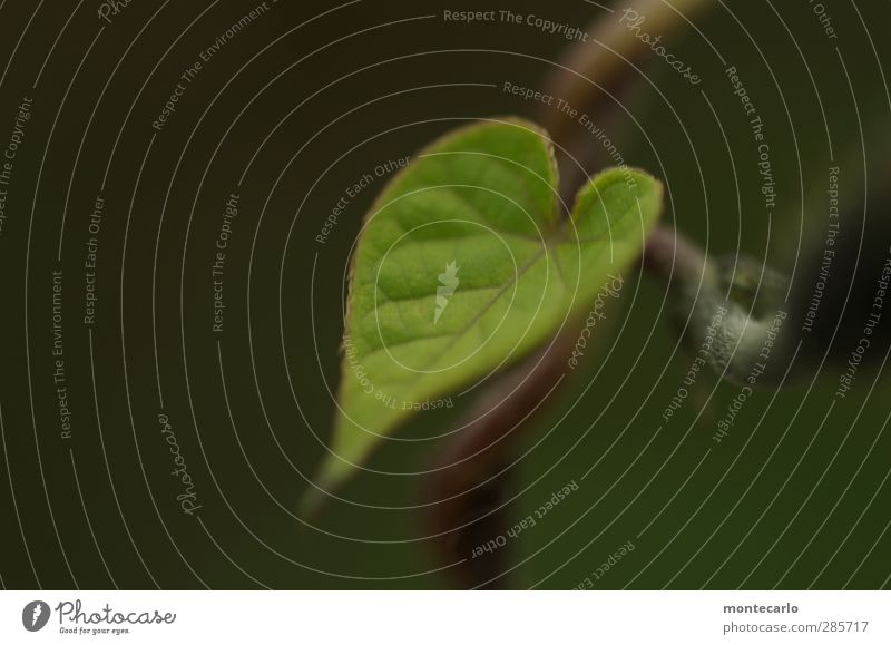 Blatt Umwelt Natur Pflanze Grünpflanze Wildpflanze dünn authentisch frisch klein natürlich Spitze grün Stimmung Farbfoto Gedeckte Farben mehrfarbig