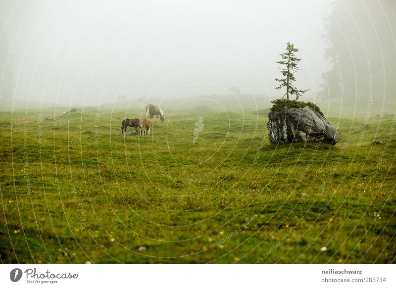 Nebel auf der Alm Natur Landschaft Pflanze Tier Sommer Wetter schlechtes Wetter Regen Baum Alpen Berge u. Gebirge Weide Nutztier Pferd 3 Tiergruppe Fressen