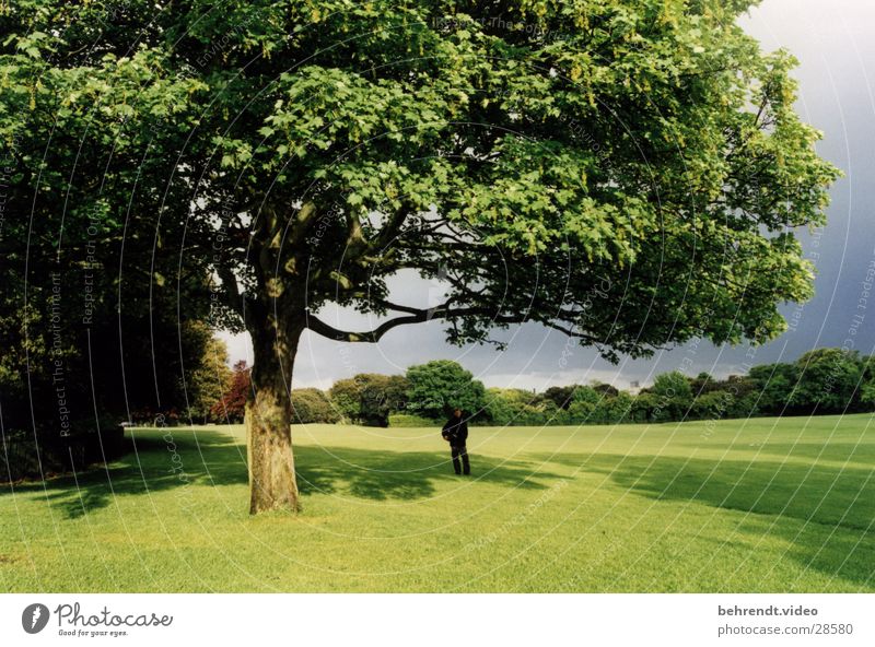 Stadtpark in Dublin Park grün Baum Wiese frisch Leben Republik Irland Rasen Natur