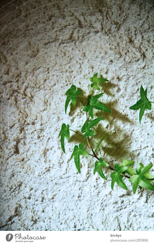 Efeu Pflanze Grünpflanze Mauer Wand Wachstum ästhetisch einzigartig grün weiß Klettern Licht und Schatten Rauhputz Putzfassade Farbfoto Innenaufnahme