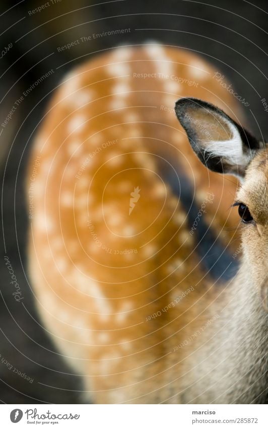 Bambi Tier Wildtier Tiergesicht Fell Zoo Streichelzoo 1 Tierjunges klein Tierliebe Umwelt unschuldig Rehkitz Außenaufnahme Schwache Tiefenschärfe Totale