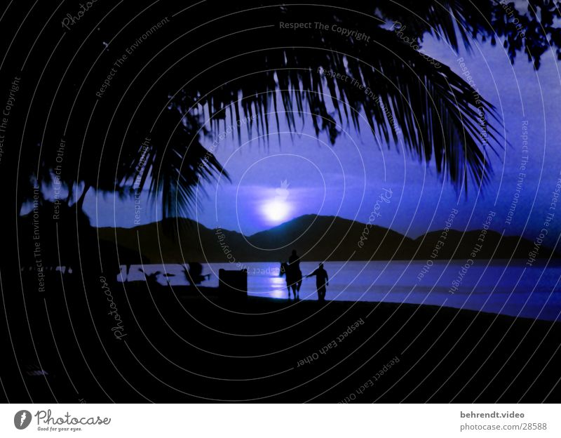 Mondschein am Strand von Penang (Malaysia) Meer Palme Nacht Pferd Lichterscheinung blau Wasser Berge u. Gebirge Reiter Insel
