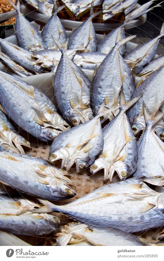 trockenfisch Lebensmittel Fisch Ernährung Slowfood Sushi Asiatische Küche Trockenfisch kaufen Umwelt Tier Totes Tier Tiergruppe Essen verkaufen dehydrieren