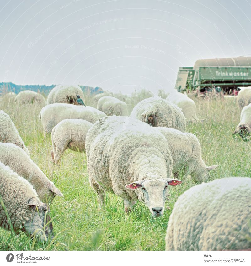 Ich kann dich sehen! Natur Wolkenloser Himmel Gras Anhänger Tier Haustier Nutztier Schaf Wolle Herde Fressen kalt grün Farbfoto Gedeckte Farben Außenaufnahme