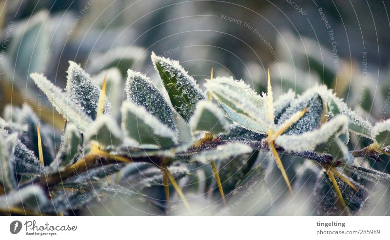 frostig Natur Pflanze Klima Wetter Eis Frost Sträucher Blatt frieren stachelig gelb grün weiß Eiskristall Raureif Ast kalt gefroren spitz Farbfoto Außenaufnahme