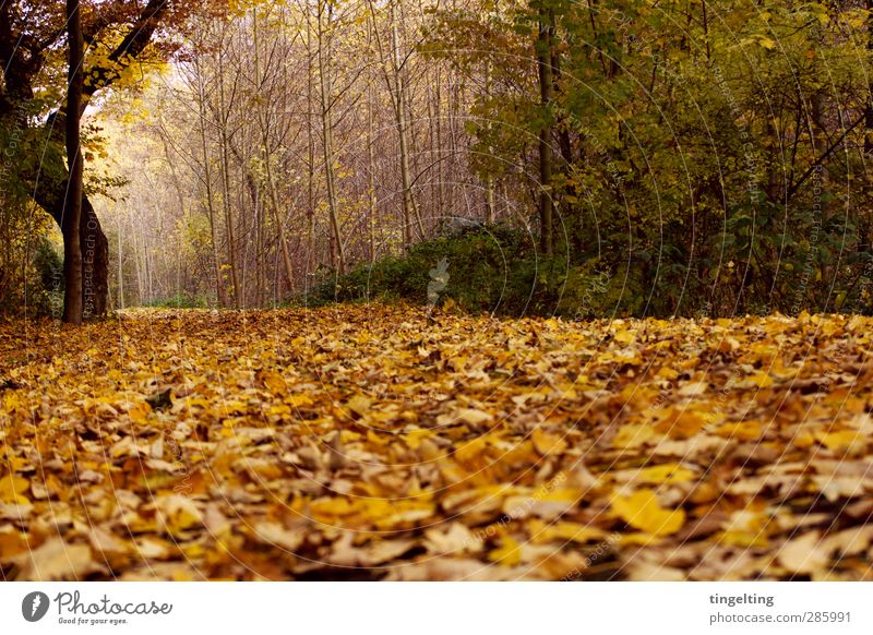 golden II Natur Landschaft Erde Herbst Baum Sträucher Blatt Park Wald verblüht dehydrieren braun gelb grün Fußweg Baumstamm Ast Spaziergang Farbfoto