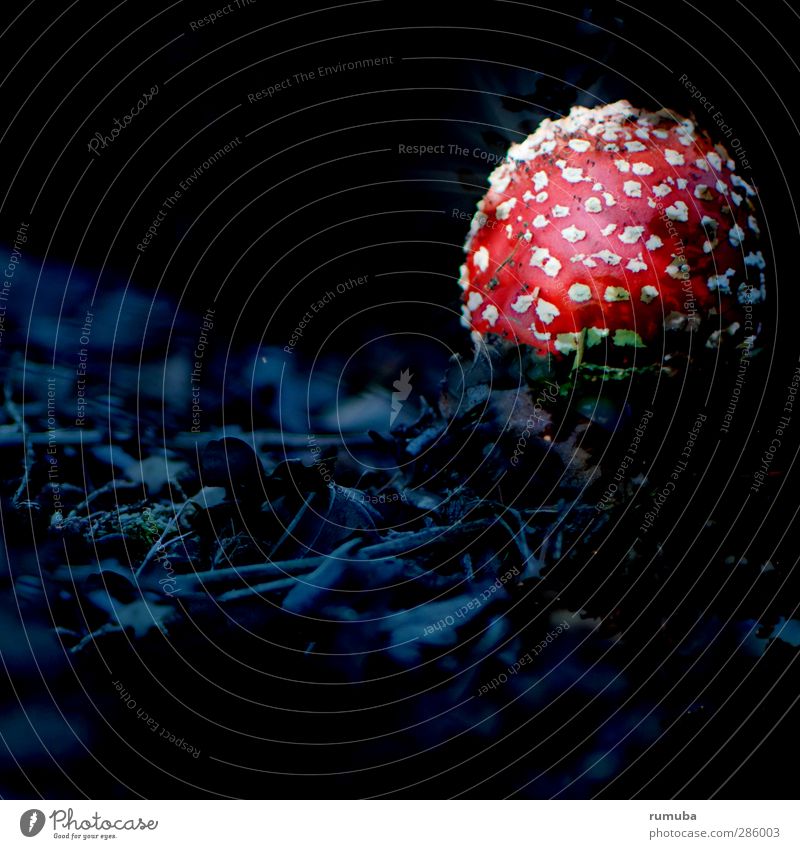 Pilzgericht Gesunde Ernährung Natur Wald leuchten bedrohlich rot schwarz weiß gefährlich Kriminalroman Fliegenpilz Pilzhut geheimnisvoll dunkel anleuchten