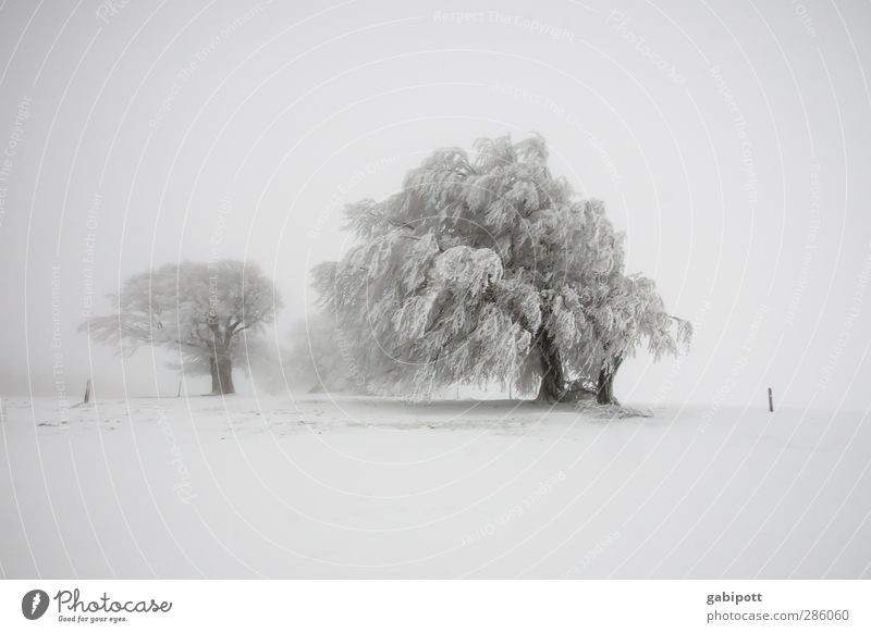 Wintermärchen Umwelt Landschaft Urelemente Wetter schlechtes Wetter Nebel Schnee Schneefall Baum Feld außergewöhnlich kalt weiß bizarr Horizont Idylle Natur
