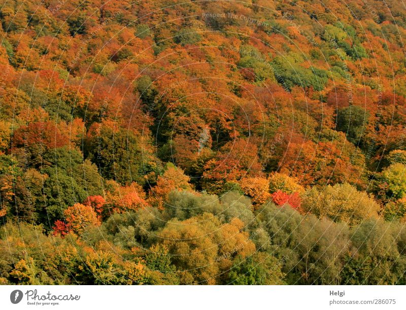 Herbstfarben... Umwelt Natur Landschaft Pflanze Schönes Wetter Baum Sträucher Wildpflanze Wald Berge u. Gebirge stehen dehydrieren Wachstum ästhetisch