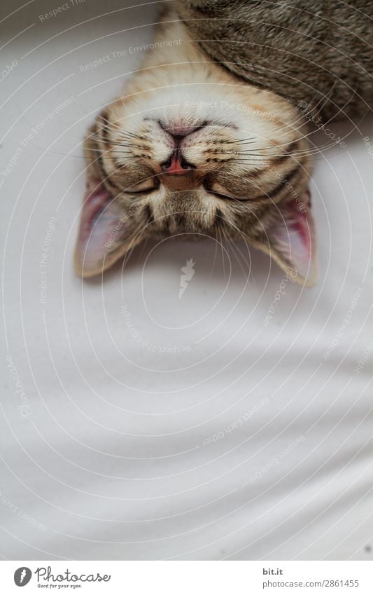 Portrait einer jungen, getigerten, schlafenden Katze, im Bett. Wohlgefühl Zufriedenheit Sinnesorgane Erholung ruhig Tier Haustier Tierjunges liegen kuschlig