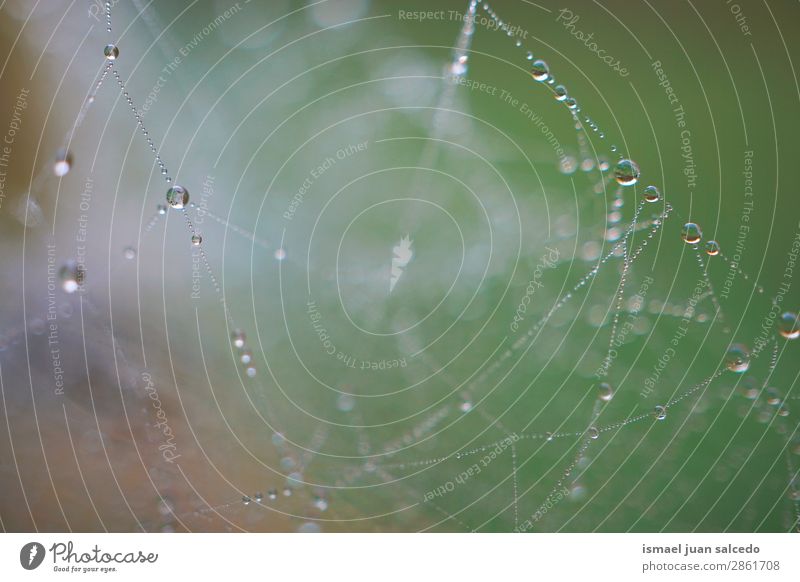Tropfen auf das Spinnennetz Internet Tennisnetz Natur Regen hell glänzend Außenaufnahme abstrakt Konsistenz Hintergrund Wasser sehr wenige grün Farbe