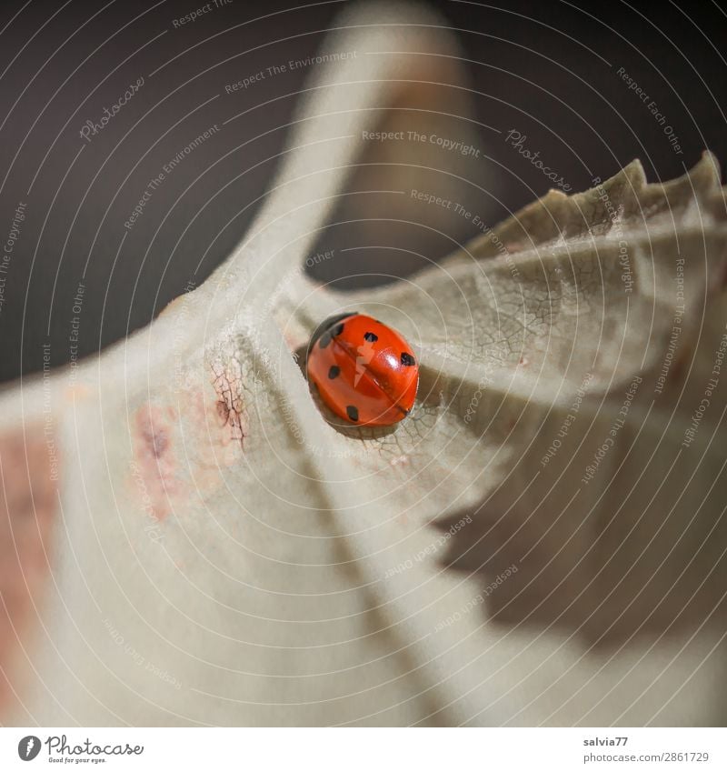 Blattadern Umwelt Natur Pflanze Tier Käfer Insekt Marienkäfer Siebenpunkt-Marienkäfer 1 krabbeln klein Glück Pause Schutz Symmetrie Vergänglichkeit