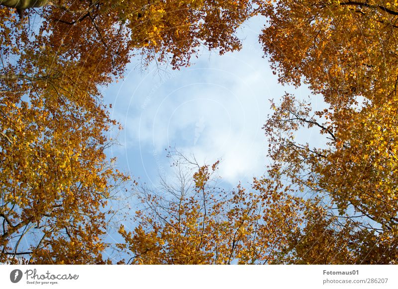Durchblick Natur Himmel Wolken Herbst Schönes Wetter Baum blau braun gelb gold orange weiß Farbfoto Außenaufnahme Textfreiraum Mitte Tag Sonnenlicht
