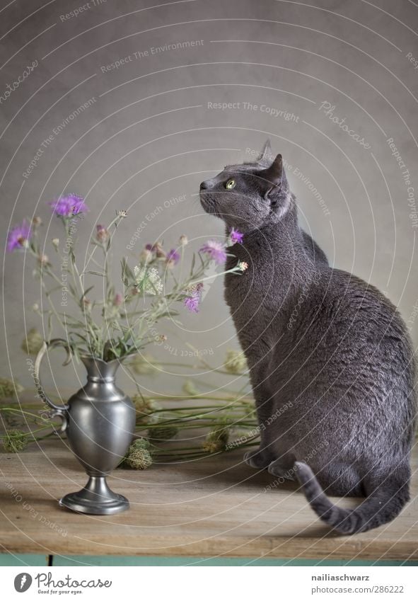 Stillleben mit Katze Pflanze Blume Tier Haustier Reinrassig Russisch Blau 1 Holz Metall Blühend sitzen ästhetisch Vase Kornblume herbstlich Herbst ruhig