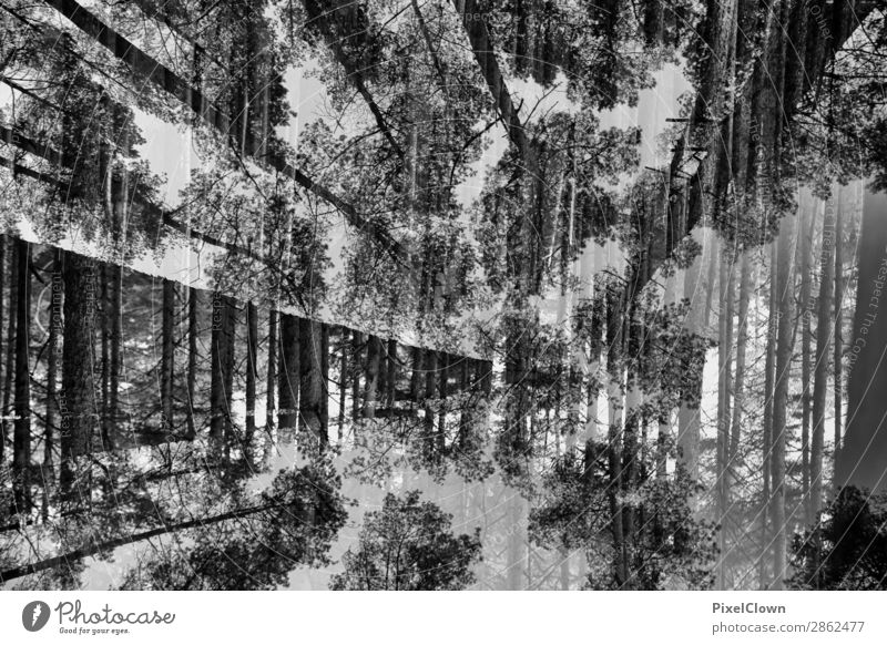 Querschläger im Wald Ferien & Urlaub & Reisen wandern Landwirtschaft Forstwirtschaft Kunst Umwelt Natur Landschaft Pflanze Sonnenaufgang Sonnenuntergang Herbst