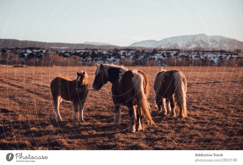 Wilde Pferde, die auf einem Feld in der Nähe von Hügeln weiden. weidend cerdanya Frankreich Wiese wild Berge u. Gebirge Sonnenuntergang schön Mähne Tier Natur
