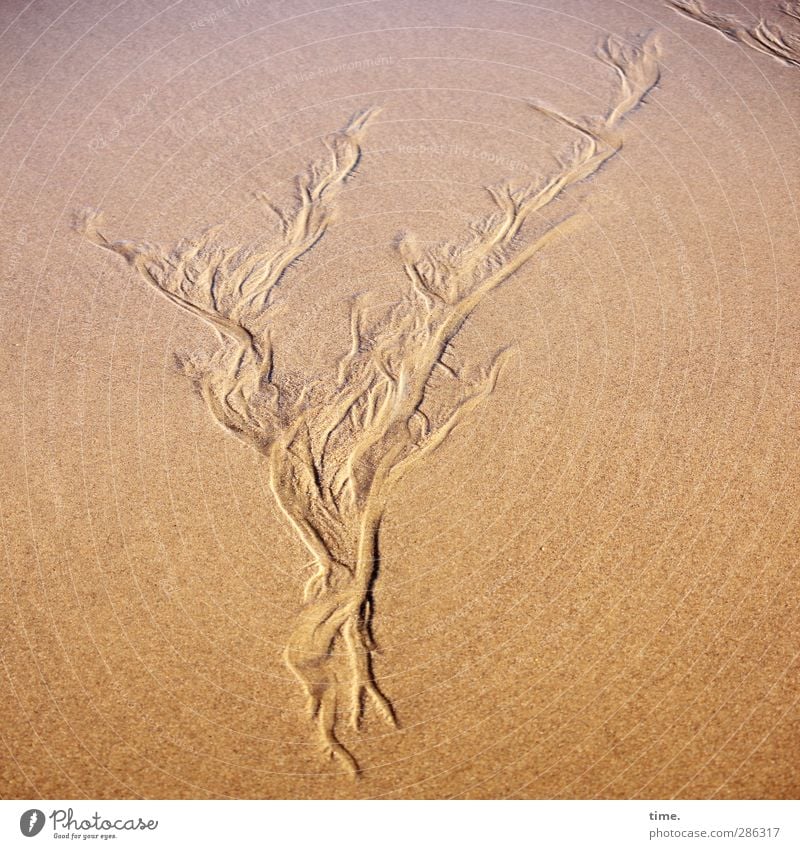 Lebenslinien Sand Wasser Herbst Schönes Wetter Küste Strand Ebbe Gezeiten Bewegung Flüssigkeit gelb gold Gelassenheit Geschwindigkeit Zufriedenheit Inspiration