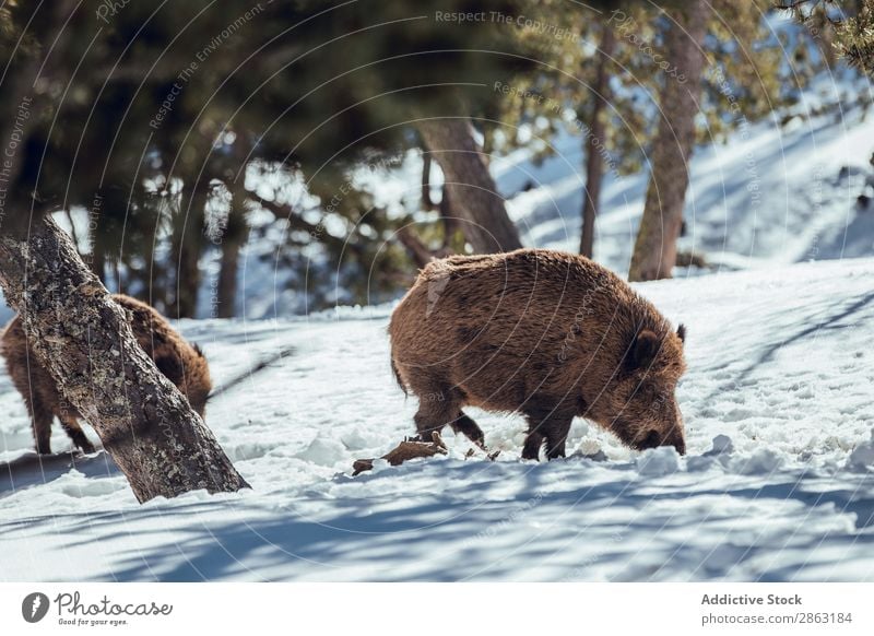 Wildschweine, die zwischen Bäumen und Schnee weiden. Eber Baum Winter Wald die Winkel Pyrenäen Frankreich Hausschwein Berge u. Gebirge wild Herde weidend