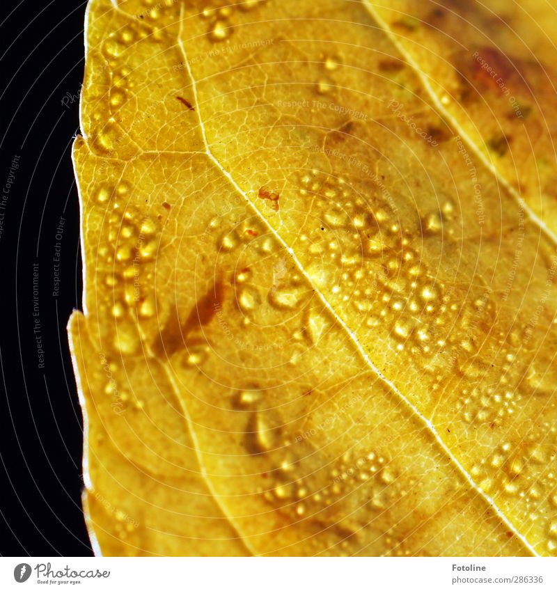 Herbst mit Schmuck Umwelt Natur Pflanze Urelemente Wasser Wassertropfen Blatt hell nah nass natürlich braun gelb Blattadern Herbstlaub herbstlich Farbfoto