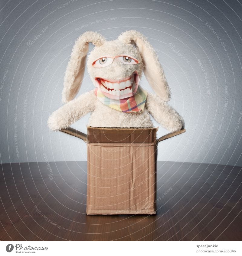Überraschung (Part II) Tier Fell 1 Verpackung Paket entdecken Lächeln lachen außergewöhnlich Fröhlichkeit Glück kuschlig trashig verrückt braun weiß Karton
