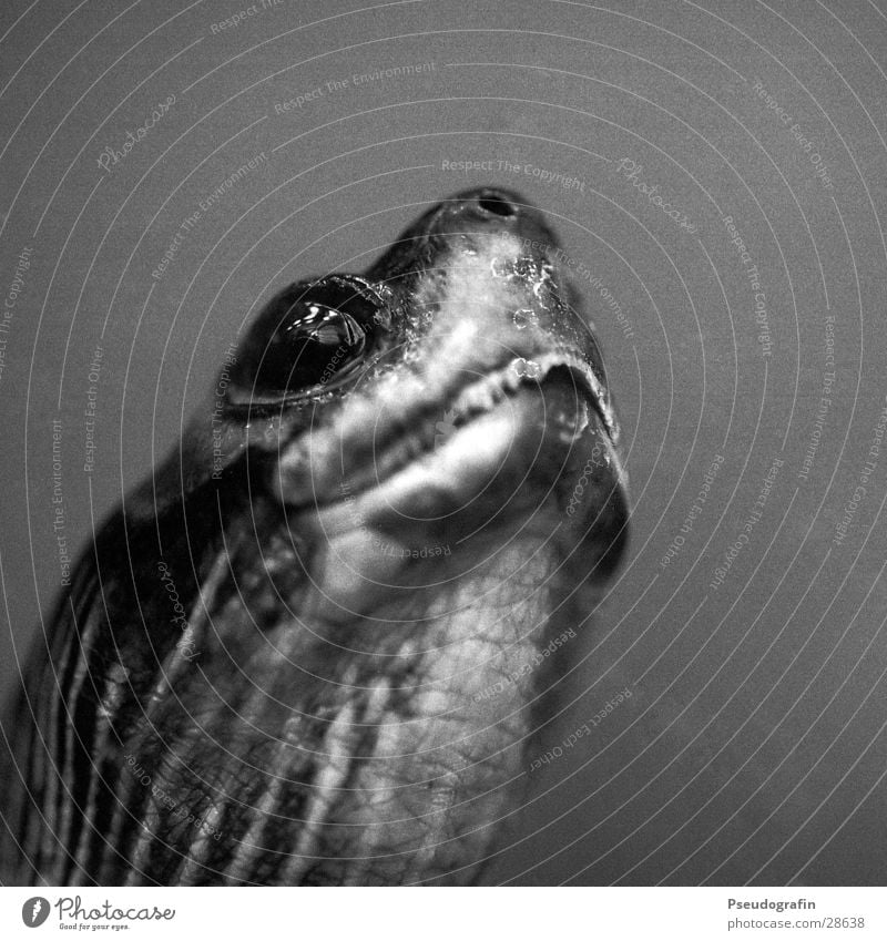 Schildkröte (Portrait) Tier Wildtier Tiergesicht Zoo 1 Blick Schwarzweißfoto Makroaufnahme Menschenleer Reflexion & Spiegelung Tierporträt Halbprofil