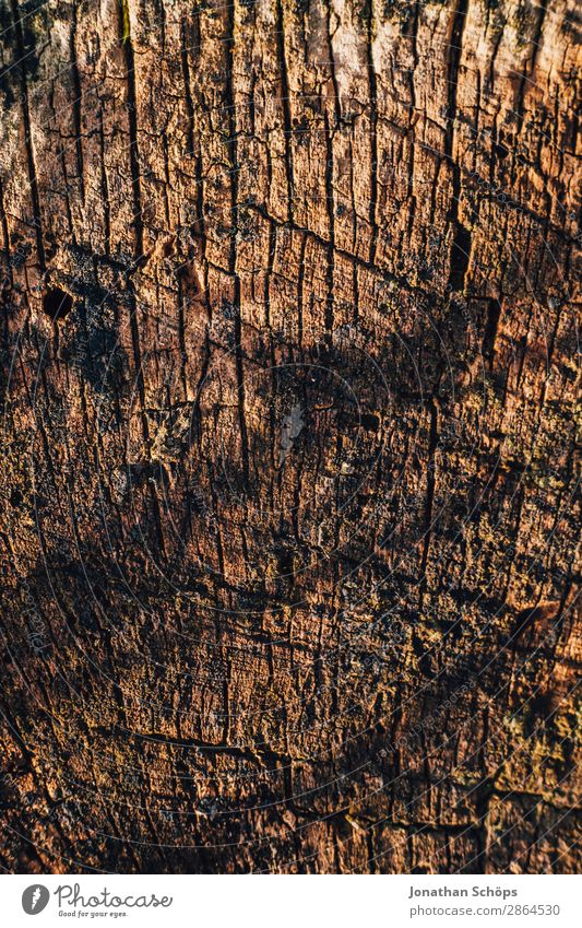 Holztextur Garten Frühling Baum braun Hintergrundbild Baumstamm Baumrinde Strukturen & Formen Außenaufnahme Nahaufnahme Detailaufnahme Makroaufnahme