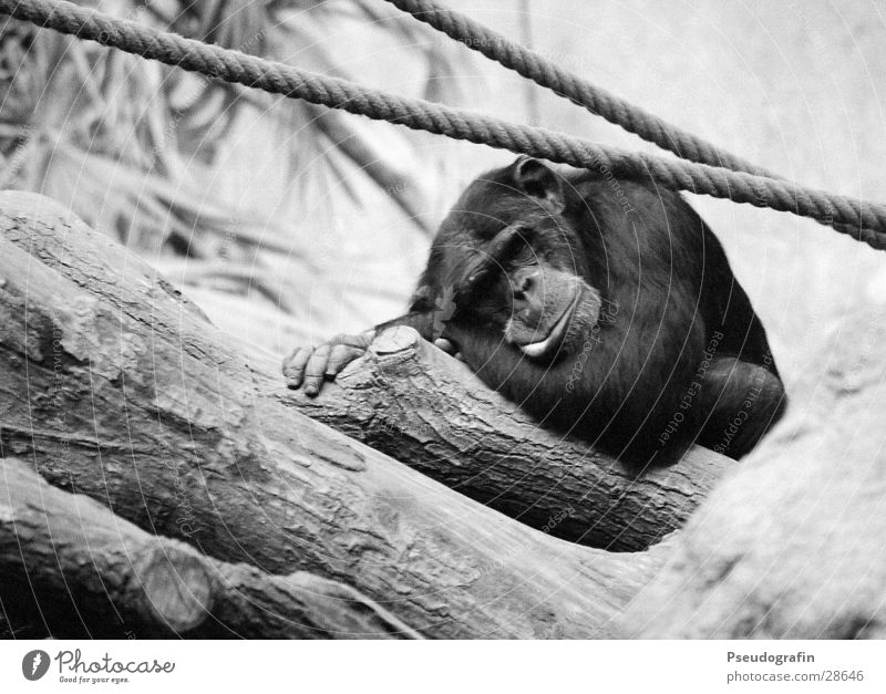 Schimpanse (schläft) Seil Zoo Wildtier Fell 1 Tier liegen schlafen lustig Schimpansen Affen Schwarzweißfoto Außenaufnahme Menschenleer Tag Tierporträt