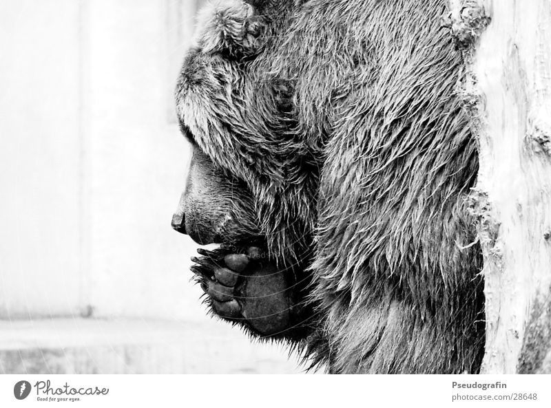 * Zoo Fell Wildtier Krallen Pfote 1 Tier festhalten Blick Bär Schwarzweißfoto Außenaufnahme Detailaufnahme Menschenleer Textfreiraum links Silhouette Profil