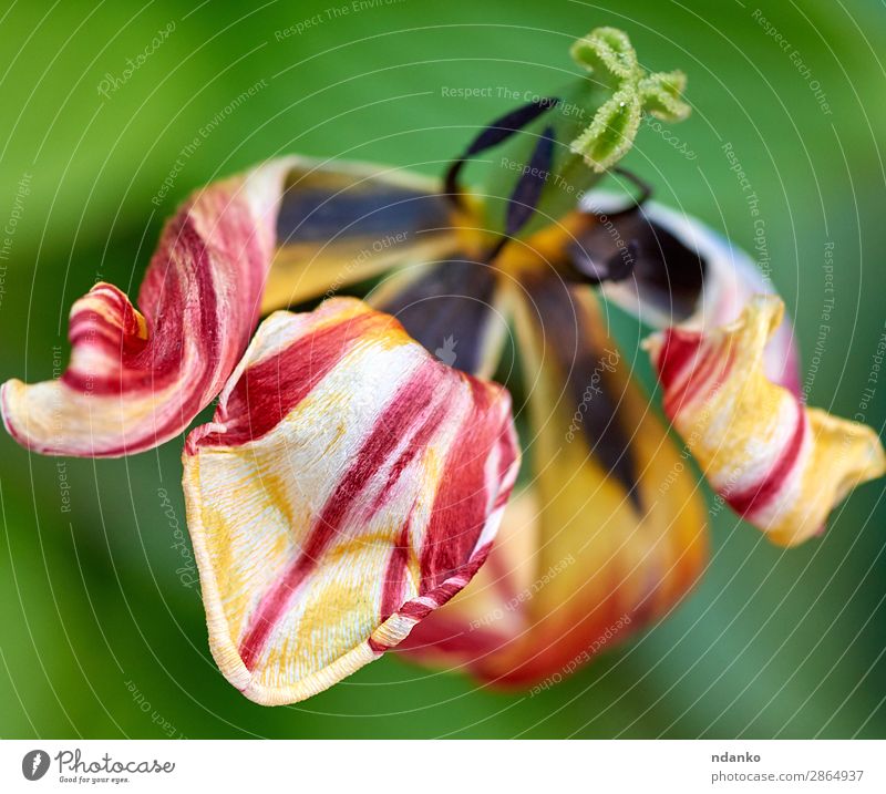verwelkte mehrfarbige Tulpe Sommer Garten Natur Pflanze Blume Blatt Blüte Blühend frisch hell natürlich oben gelb grün rot Farbe Hintergrund Beautyfotografie