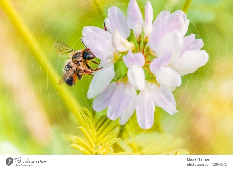 Biene und Klee Sommer Natur Tier Blume klein nass wild gelb grün schwarz Hummel Fliege Liebling Insekt Pollen bestäuben Pollenflug Staubfäden Tierwelt