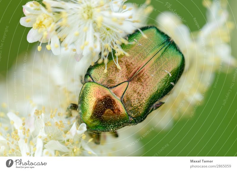 Irisierender Skarabäus auf der Blume Natur Tier Käfer wild grün rot schwarz weiß Tiere Arthropode Hintergrund Wanze Klee Coleoptera Fauna Insekt Wirbellose